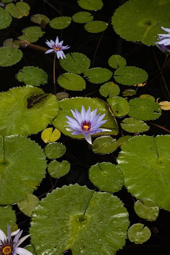 Blue Star Water Lily Nymphaea Nouchali Flower Stock Photo Download