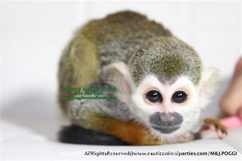 1 Baby Squirrel Monkey Just Born Financing Available Training And