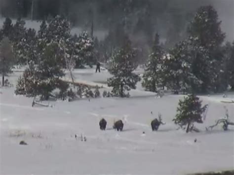Watch Bigfoot Spotted In Yellowstone National Park