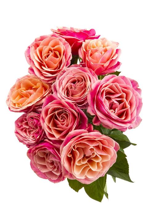 Pink Roses Isolated Stock Image Image Of Beautiful 103563449