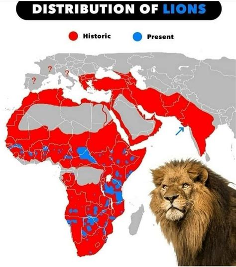 Present And Historic Distribution Of Lions Fun Facts About Animals