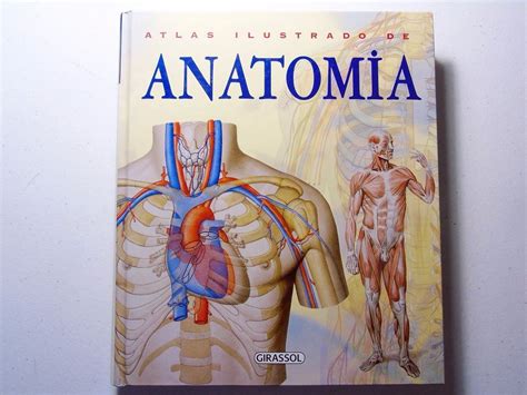 Capa De Trabalho Anatomia