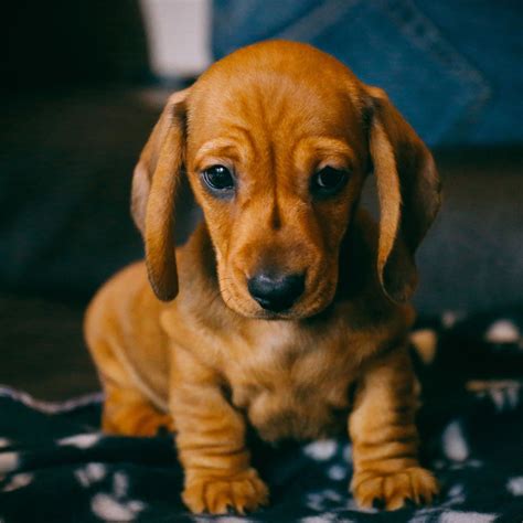 41 Top Photos Dachshund Puppies For Sale Florida 3