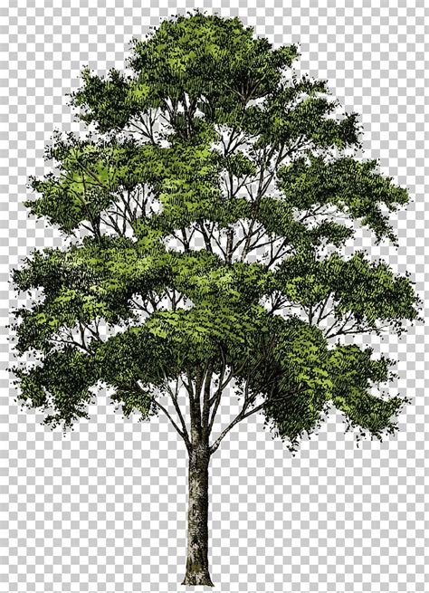 A Drawing Of A Tree With Green Leaves And Branches On A Transparent