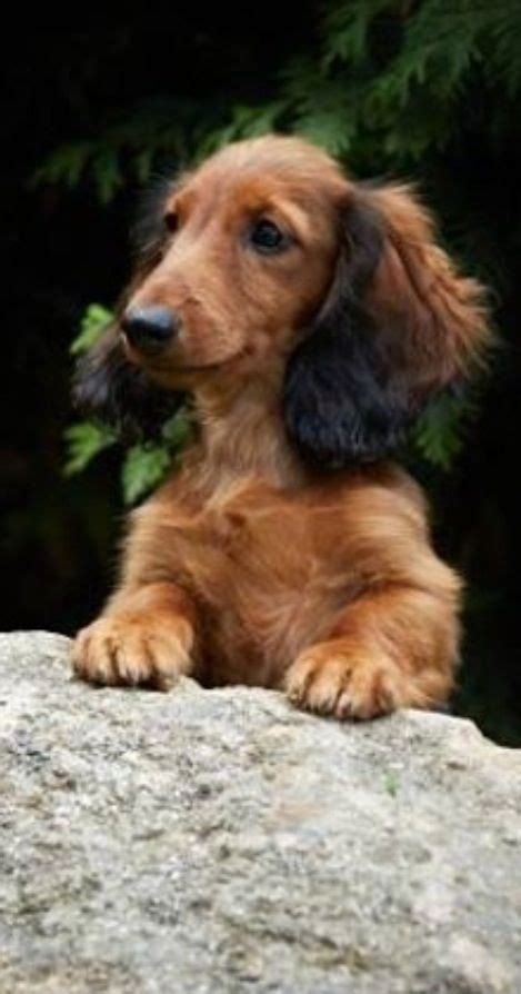 Beautiful Shaded Red Long Hair Dachshund ️ Dachshund Puppies
