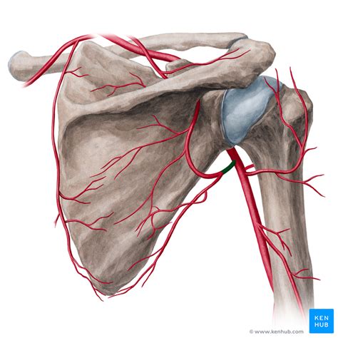 Axillary Artery Anatomy Branches And Mnemonics Kenhub Images And
