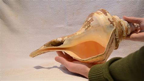 The Largest Sea Snail Shell In The World Syrinx Aruanus Linnaeus