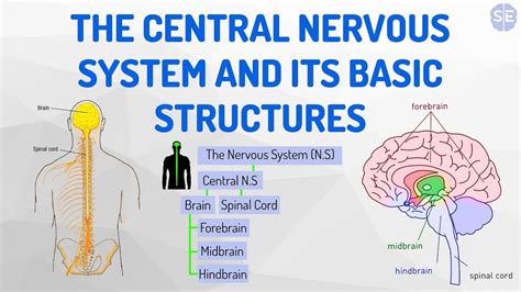 Central Nervous System Diagram Psychology Parts Of The Nervous System