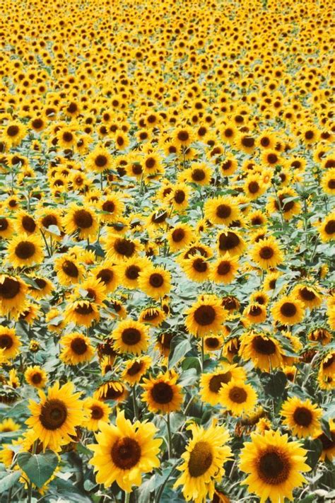 Pin By Kevin Carlyon On Sunflowers Sunflowers And Daisies Sunflower