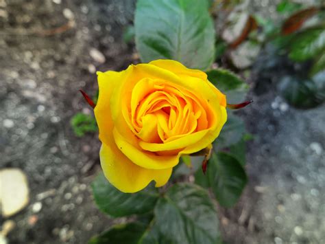 Beautiful Bloom Blooming Blossom Blur Botanical Bright Close Up