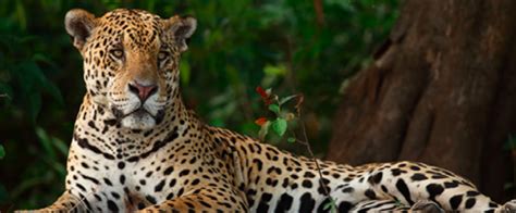 Jaguar En Peligro De Extinción Por Modificación Se Su Hábitat Somos