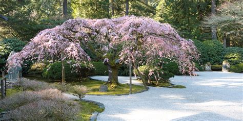 Classification garden club, horticultural program (environmental quality, protection and beautification ) nonprofit tax code designation: First Day of Spring - Portland Japanese Garden