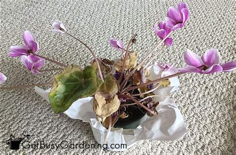 Cyclamen persicum is a small and compact flowering pot plant that may only last this flowering season or variety of flower colors. Cyclamen Plant Care Guide (How To Care And Look After ...