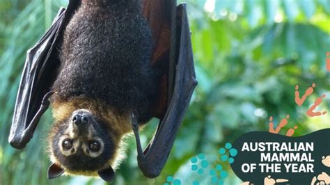 Spectacled Flying Fox The Ultimate Wet Tropics Specialist