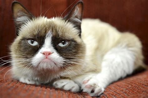 Grumpy Cat Unamused By Endorsement Deal