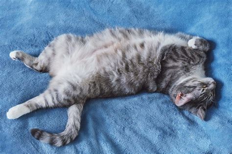 Are you concerned this could be a sign that your cat's health is at risk?</p> <p>in this material we'll briefly discuss a series of common sleeping positions that cats assume when they're. Cat Sleeping Position Meanings: What Does Belly Up Or ...