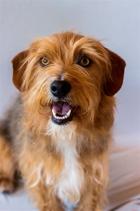 Terrier Mix Animals For Hollywood