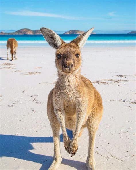 Kangaroos On The Beach In Australia Australian Animals Animals