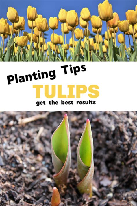 Planting Tulips For Best Results Gardening Channel Planting Tulips