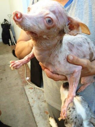 They are in this for profit, not taking the time to invest properly in health care for the puppies. Puppy Mills: Breeding Gone Wrong: Puppy Mills/Backyard ...