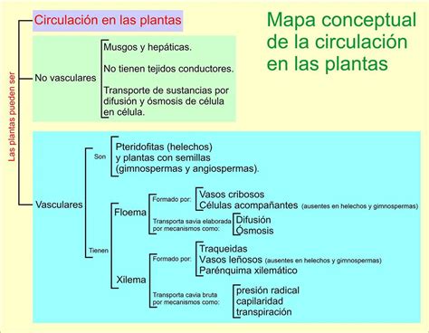 Circulación en las plantas vasculares y no vasculares