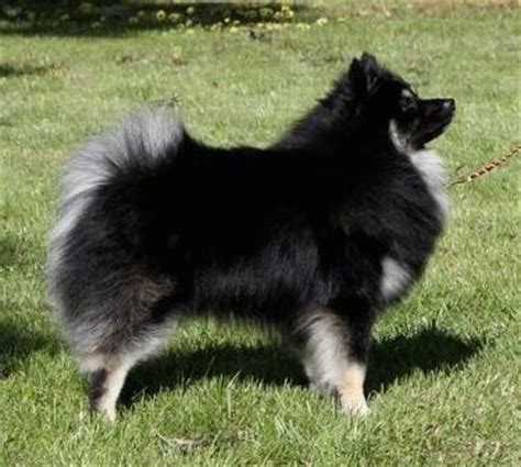 standard german spitz dog breed information  pictures
