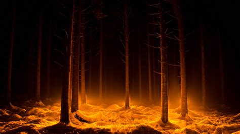 2560x1440 Dark Snow Forest Trees In Lights 1440p Resolution Wallpaper