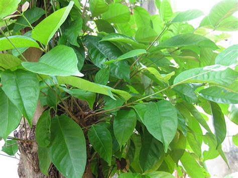 The salam is a religious salutation among muslims when greeting, though it is also used by arabic speakers of other religions. Resep Herbal-Daun Salam Sebagai Obat Asam Urat Dan Diabetes