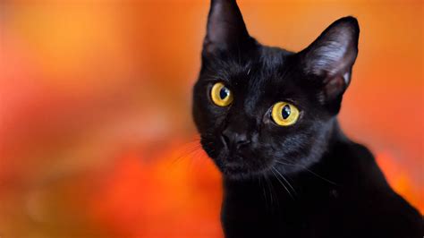 Why Are Black Cats Considered Bad Luck