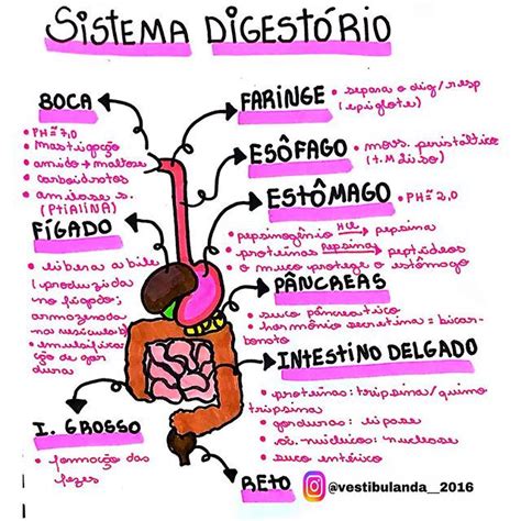 Mapa Mental Sistema Digestivo Anatomia I