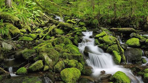 Nature Landscapes Waterfall Rocks Moss Rivers Stream Trees Forest Green