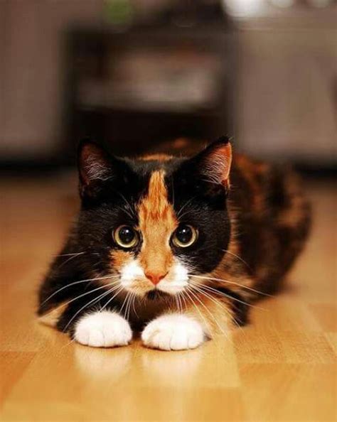 124 Best Images About Calico Kittens And Cats On Pinterest