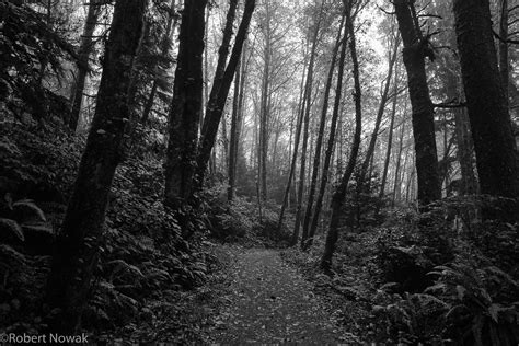 Forest Trail Prints Nature Photography By Robert Nowak
