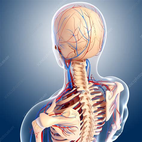 Upper Body Anatomy Artwork Stock Image F0061036 Science Photo