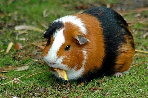 Types Of Guinea Pig Breeds Hubpages
