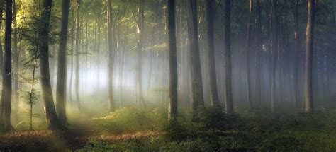 1230x768 Nature Landscape Forest River Mist Morning Sunrise Moss