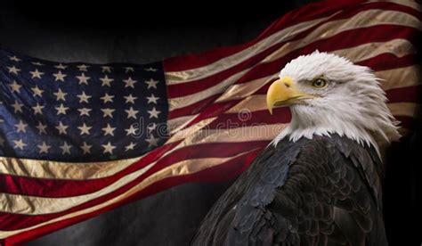 American Bald Eagle With Flag Royalty Free Stock Photo Bald Eagle