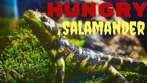 Hungry Salamander Tiger Salamander Feeding Youtube