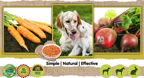 Like many other fruits and vegetables, dogs can have carrots. Cure Dog Diarrhea fast with Olewo Carrots for Dogs ...