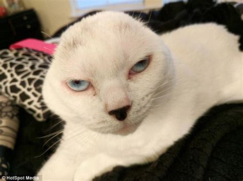 Cat Which Lost Both Its Ears To Infection After Being Abandoned Has