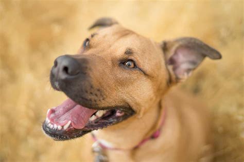 The Mountain Cur Your Ultimate Breed Information Guide Your Dog Advisor