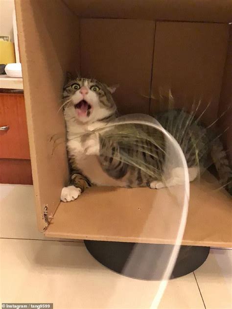 Tabby Cat Is Going Viral For His Hilariously Dramatic Reactions To