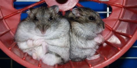 How Long Do Hamsters Live What Hamster Breeds Live Longest And 5 Important Factors Affecting