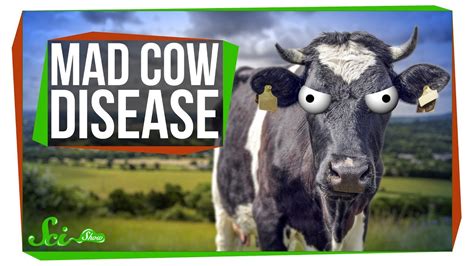 How Likely Are You To Get Mad Cow Disease Today Videos