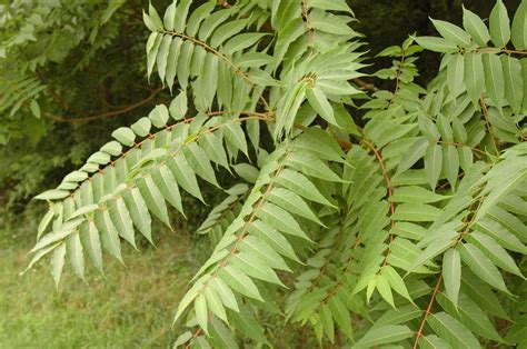 Central Pennsylvania Forestry: Justification for Controlling Tree of Heaven