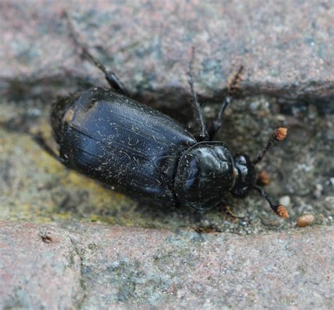 Black Sexton Beetle Naturespot