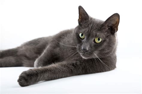 Russian Blue Cats Breed Information Omlet