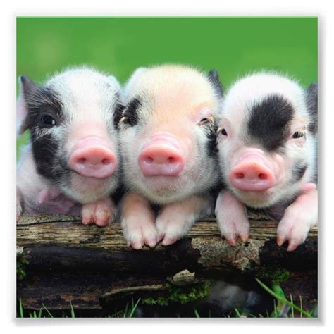 Three Little Pigs Cute Pig Three Pigs Photo Print