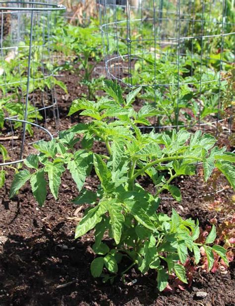 How To Root Tomato Cuttings In Just One Week Now You Can Multiply Lots