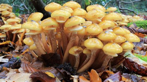 Honey Fungus Infection Found In A Norwegian Maple Tree In Guernsey